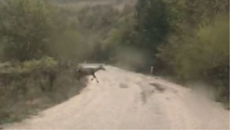 İnegöl’de geyikler amatör kameraya yansıdı