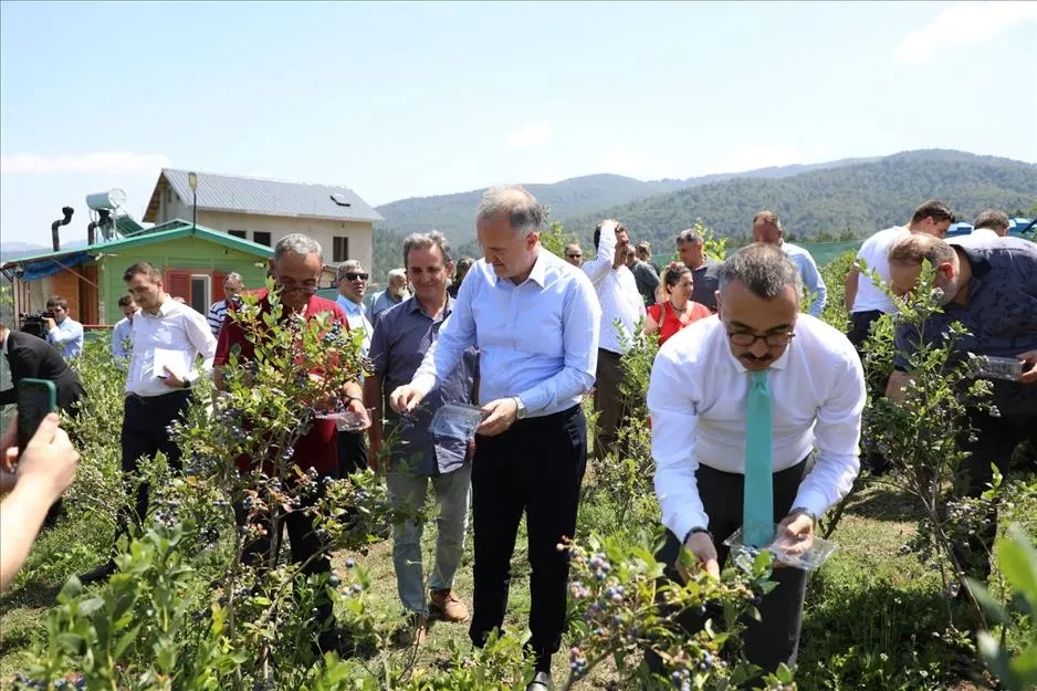 Mavi Yemişte Hasat Başladı