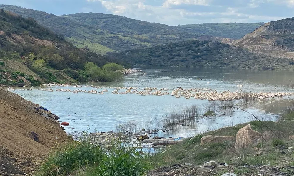 Pelikan sürüsü İnegöl Boğazköy Barajı